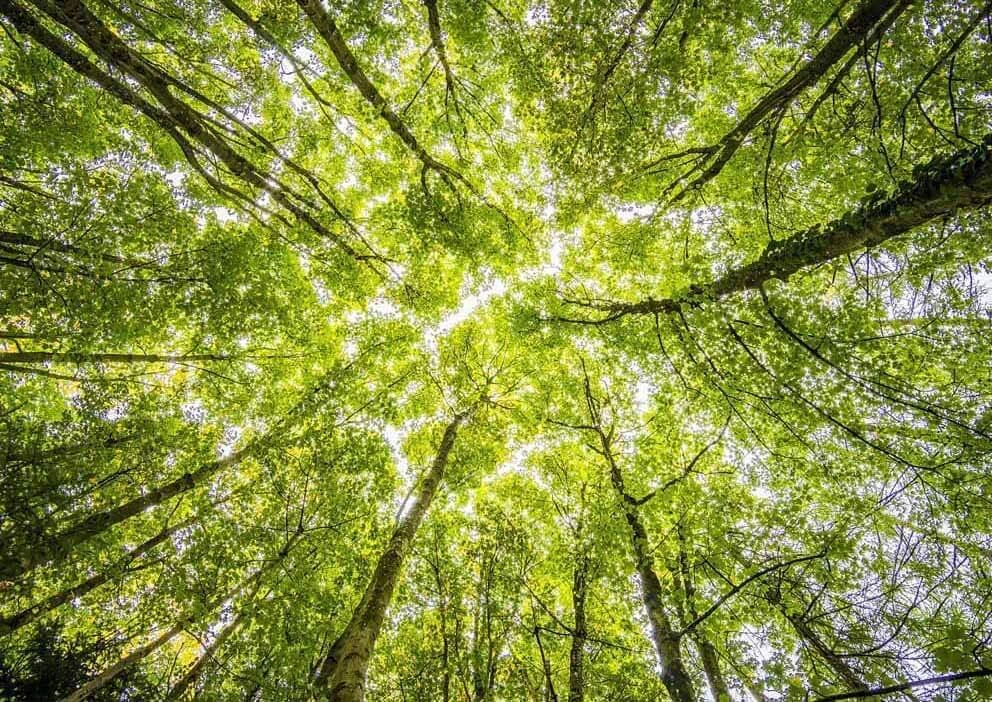 Sostenibilità ambientale: crescono in Italia i consumi responsabili e le aziende green