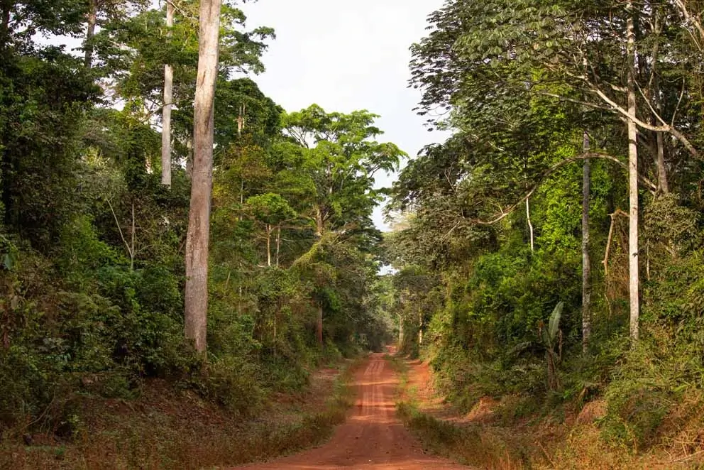 Sostenibilità: le foreste Alpi in Camerun ottengono la Certificazione FSC